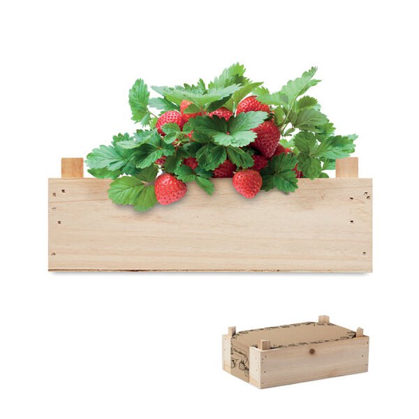 STRAWBERRY Graines de fraises dans une cai - GiftRetail MO6506