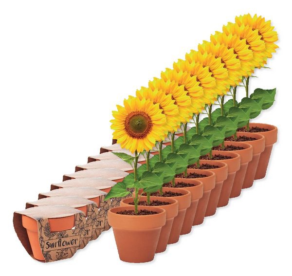 Pack de 10 GiftRetail MO6147 - SUNFLOWER Pot graines de tournesol